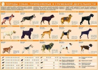 Комплект плакатов "Кинология" - «globural.ru» - Саяногорск