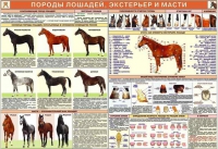 Комплект плакатов "Служебное коневодство" - «globural.ru» - Саяногорск