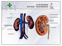 Стенд "Строение почки человека" - «globural.ru» - Саяногорск