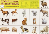 Демонстрационные карточки "Домашние животные" - «globural.ru» - Саяногорск