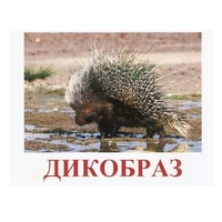Карточки Домана "Дикие животные-3" - «globural.ru» - Саяногорск