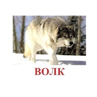 Карточки Домана "Дикие животные-1" - «globural.ru» - Саяногорск