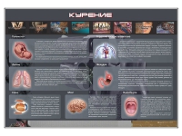 Стенд "Курение" (вариант 1) - «globural.ru» - Саяногорск