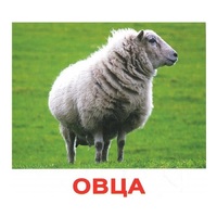 .Карточки Домана "Домашние животные" - «globural.ru» - Саяногорск