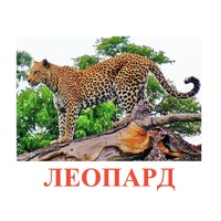 Карточки Домана "Дикие животные-2" - «globural.ru» - Саяногорск