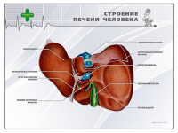Стенд "Строение печени человека" - «globural.ru» - Саяногорск