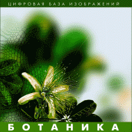 Ботаника. (Цифровая база изображений) - «globural.ru» - Саяногорск