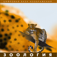 Зоология. (Цифровая база изображений) - «globural.ru» - Саяногорск