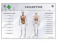 Электрифицированный стенд-тренажер "Скелетон" - «globural.ru» - Саяногорск