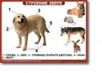 Ознакомление с окружающим миром. 1-4 класс. Комплект таблиц. Наглядные пособия для начальной школы, учебные пособия - «globural.ru» - Саяногорск