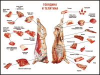 Правила разделки мясных туш "Говядина и телятина" 1000*1400 винил - «globural.ru» - Саяногорск