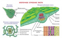 Плакаты и таблицы по биологии - «globural.ru» - Саяногорск