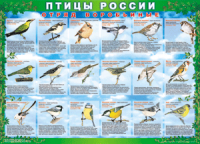 Таблица Птицы России из  4 листов в комплекте 1000*1400 винил	 - «globural.ru» - Саяногорск