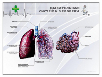 Стенд "Дыхательная система человека" - «globural.ru» - Саяногорск