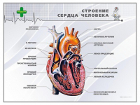 Стенд "Строение сердца человека" - «globural.ru» - Саяногорск