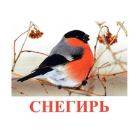 Карточки Домана "Птицы-1" - «globural.ru» - Саяногорск