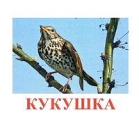 Карточки Домана "Птицы-3" - «globural.ru» - Саяногорск