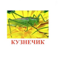 Карточки Домана "Насекомые" - «globural.ru» - Саяногорск