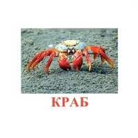 Карточки Домана "Подводный мир" - «globural.ru» - Саяногорск