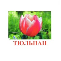 Карточки Домана "Цветы-1" - «globural.ru» - Саяногорск