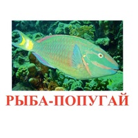 Карточки Домана "Рыбы" - «globural.ru» - Саяногорск