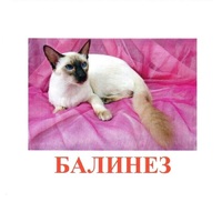 Карточки Домана "Породы кошек" - «globural.ru» - Саяногорск