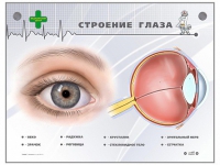 Интерактивный стенд "Строение глаза" - «globural.ru» - Саяногорск