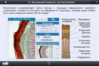 Интерактивные курсы. Биология 5 класс. Расширенный - «globural.ru» - Саяногорск