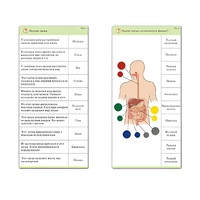 Комплект карточек (10) "Обучающий калейдоскоп. Человек" - «globural.ru» - Саяногорск