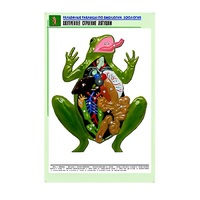 Рельефная таблица "Внутреннее строение лягушки" (формат А1, матовое ламинир.) - «globural.ru» - Саяногорск