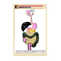 Рельефная таблица "Пищеварительный тракт" (формат А1, матовое ламинир.) - «globural.ru» - Саяногорск