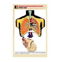 Рельефная таблица "Строение легких" (формат А1, матовое ламинир.) - «globural.ru» - Саяногорск