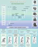 Стенд "Эволюция человека" (вариант 1) - «globural.ru» - Саяногорск