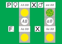 Модель-аппликация Дигибридное скрещивание. Законы Менделя. (набор из 84 карт) - «globural.ru» - Саяногорск