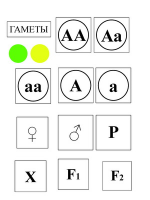 Модель-аппликация Моногибридное скрещивание и его цитологические основы - «globural.ru» - Саяногорск