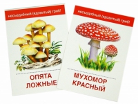 Раздаточные карточки "Грибы съедобные и не съедобные" - «globural.ru» - Саяногорск