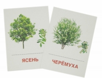 Раздаточные карточки "Деревья и кустарники" - «globural.ru» - Саяногорск