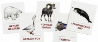 Раздаточные карточки "Животные холодных широт" - «globural.ru» - Саяногорск