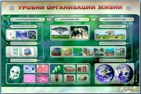 Электрифицированный стенд "Уровни организации жизни" - «globural.ru» - Саяногорск