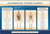Электрифицированный стенд-тренажер c макетом скелета "Анатомическое строение человека" - «globural.ru» - Саяногорск