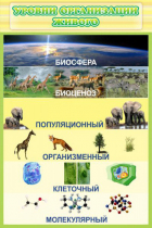 Стенд "Уровни организации живого" - «globural.ru» - Саяногорск