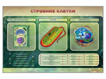 Электрифицированный стенд "Строение клетки" с маркерными полями - «globural.ru» - Саяногорск
