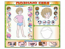 Стенд маркерный "Познаю себя" (тело, голова, органы чувств) - «globural.ru» - Саяногорск