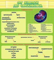 Стенд "От клетки до организма" - «globural.ru» - Саяногорск