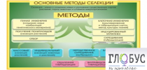 Стенд "Методы селекции и биотехнологии" - «globural.ru» - Саяногорск
