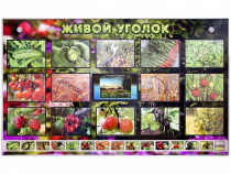 Комплект оборудования "Живой уголок" (растения) с тифлопереводом и сурдокомментариями - «globural.ru» - Саяногорск