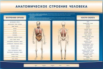 Электрифицированный стенд-тренажер c макетом скелета "Анатомическое строение человека" - «globural.ru» - Саяногорск