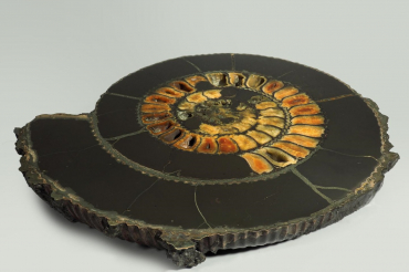 Аммонит пиритизированный, полированный срез 31,5х28х4 см - «globural.ru» - Саяногорск
