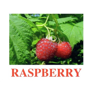 "Berries-1" ("Ягоды-1") английские карточки Домана - «globural.ru» - Саяногорск