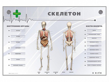 Электрифицированный стенд-тренажер "Скелетон" - «globural.ru» - Саяногорск